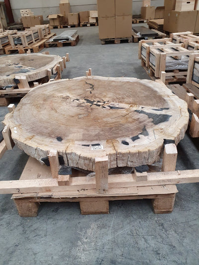 Hele grote en unieke schijf van versteend hout. Dit is nummer twee van de in totaal vier exemplaren. Ideaal als tafel van versteend hout.